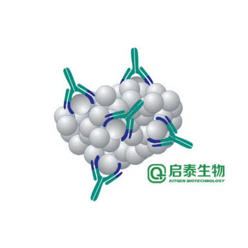 鐵蛋白(Ferritin)抗原